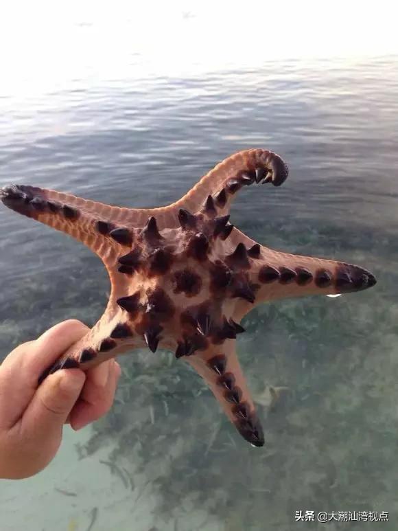 作为潮汕人，这89种海鲜你都能对上号吗