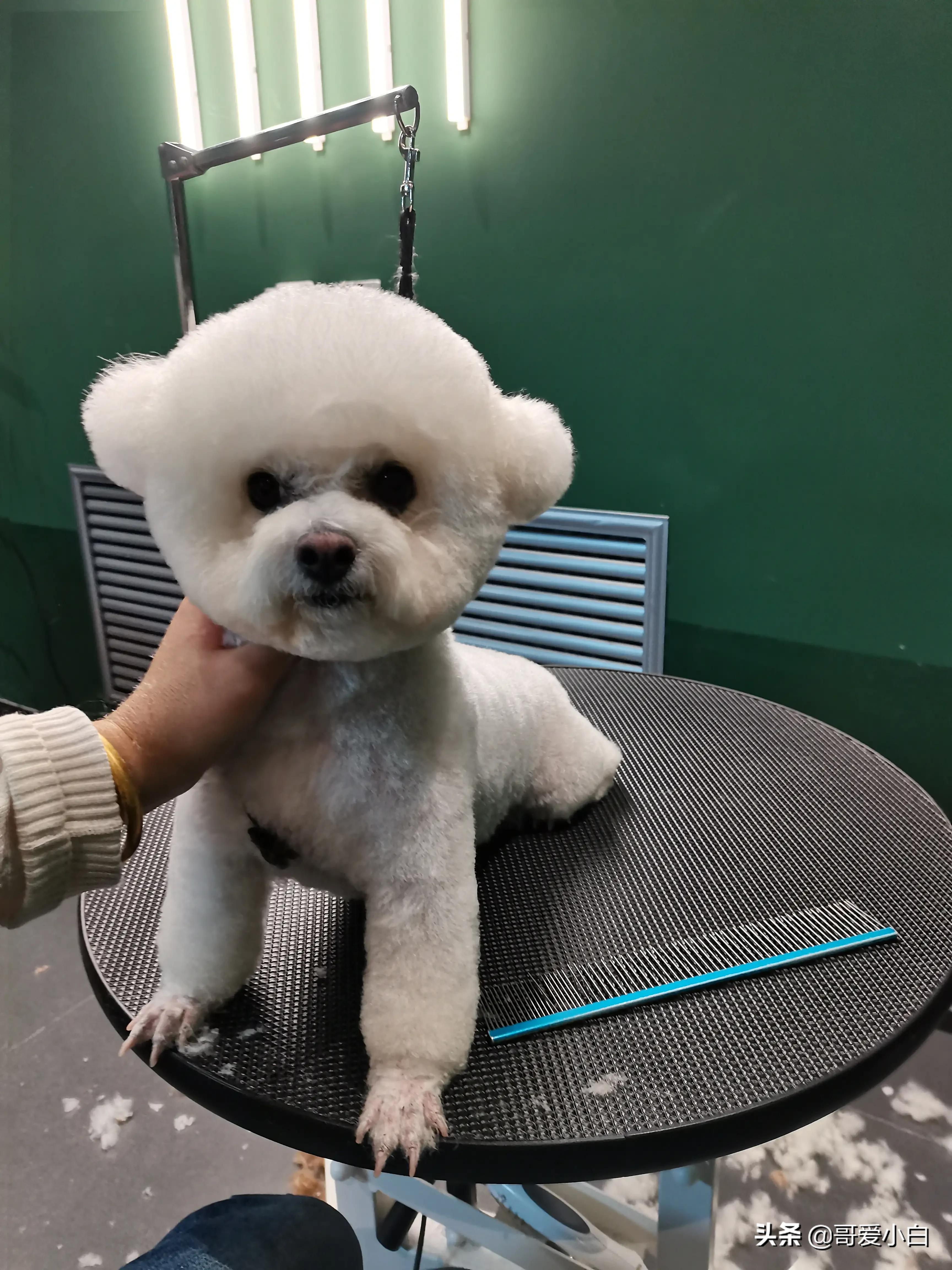 我的奇葩邻居系列20,我的奇葩邻居二十四