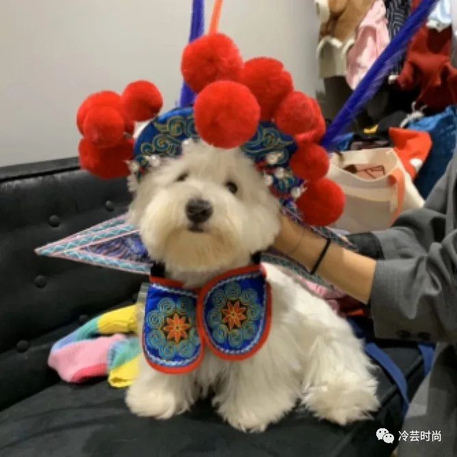 宠物新兴行业前景如何,宠物行业未来赚钱机会在哪