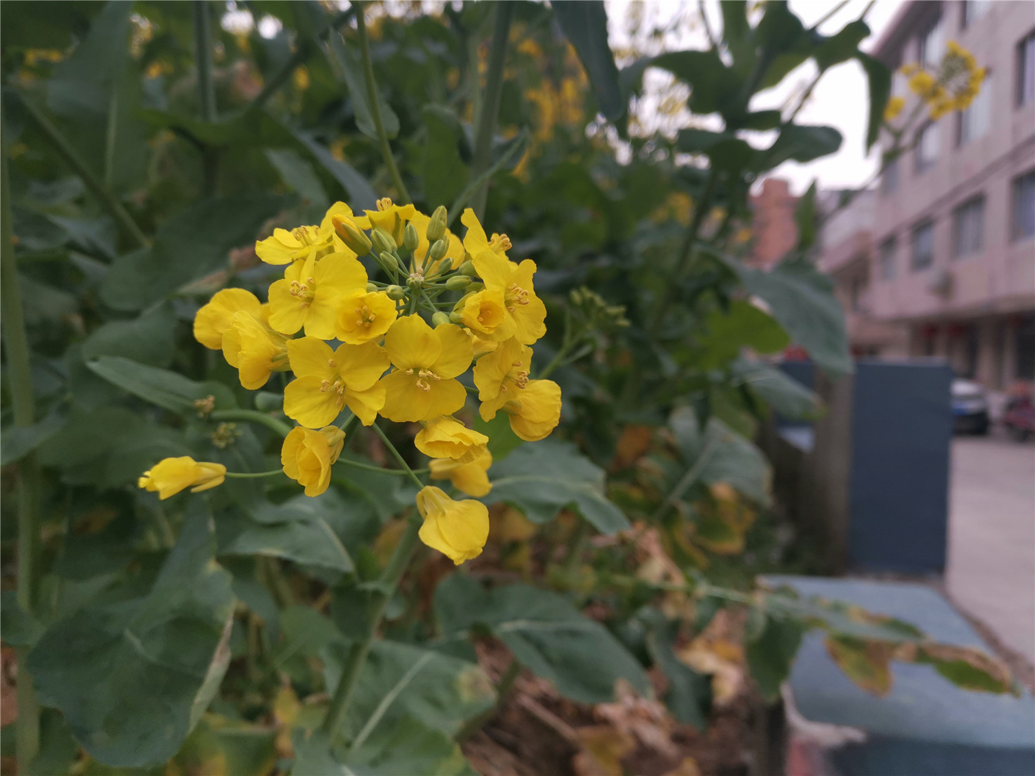 v20荣耀升级鸿蒙感受,荣耀v20升级鸿蒙2.0.0.165好不好