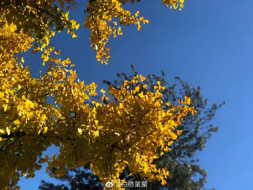 昆明连发13条寒潮预警,昆明今天有哪些地方会下雪