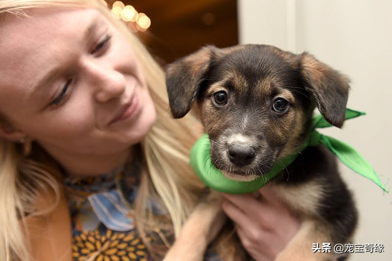 国外狗狗敏捷比赛,狗狗敏捷大赛罗威纳