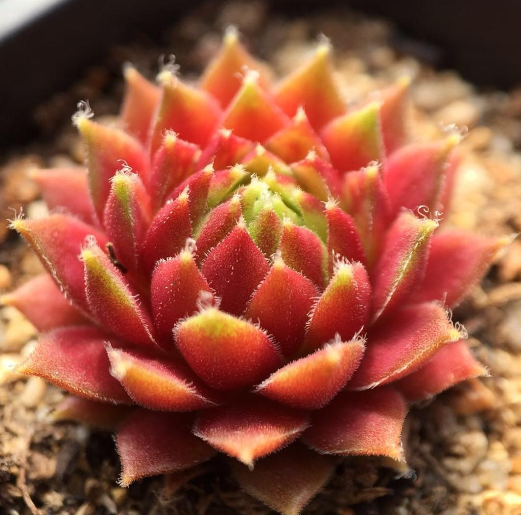 网购多肉不好养怎么办视频,多肉怎么服盆不僵苗