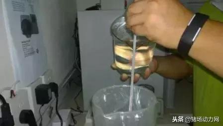 公猪精子稀释液配方,公猪精稀释最简单操作流程