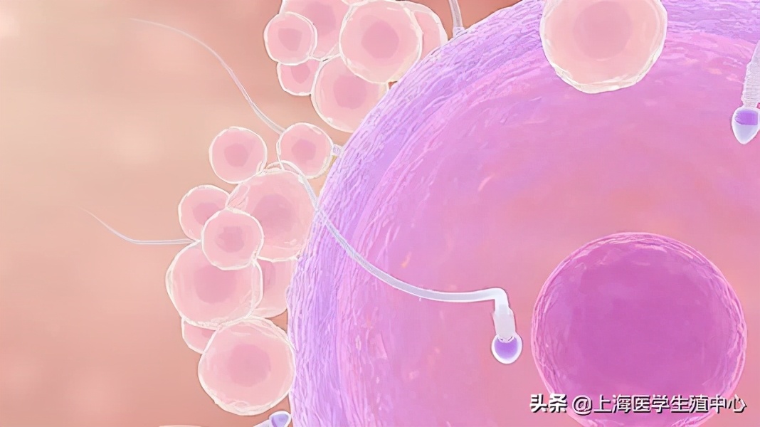 促排卵为什么卵子取的少,促排卵只有一个卵子成功率大么