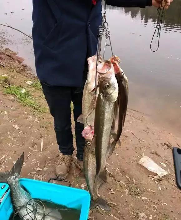 野钓放生泥鳅视频,大量泥鳅放生视频