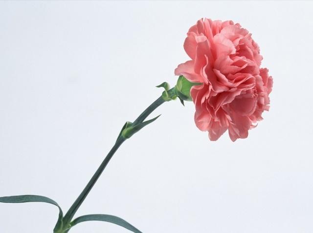 康乃馨种子养殖到开花方法全过程,康乃馨养殖酸性土好还是碱性土好