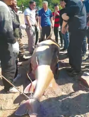 黑龙江大鳇鱼多少年能长千斤重,最大的鳇鱼多少斤