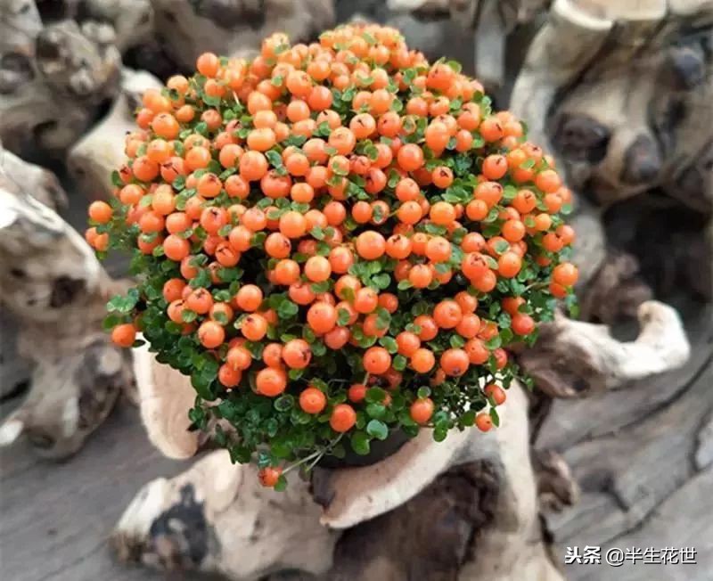 观果盆景冬季管理,热带盆栽观果植物有哪些