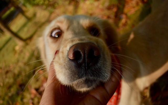 金毛丢失被找回,金毛丢失一年暴瘦后回家