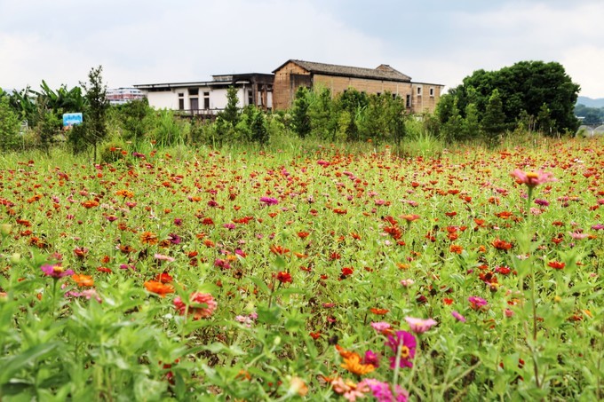 梅州采茶,梅州采茶体验