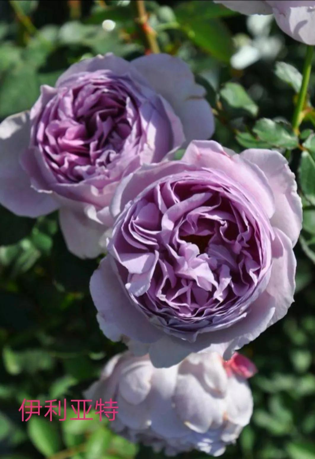 木村卓功推荐的月季,木村卓功月季