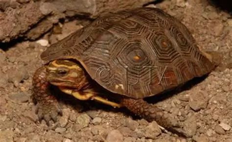 卢比达山龟介绍,卢比达山龟保护级别