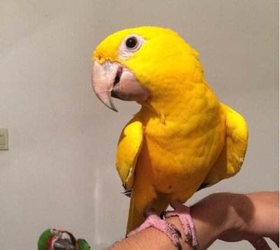 金太阳鹦鹉全身绿毛,金太阳鹦鹉高清大图