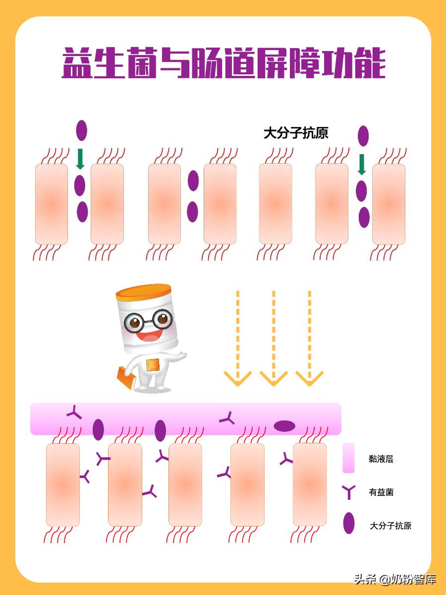 dha益生菌蛋白质粉小孩可吃吗,过敏体质宝宝吃的乳钙和dha