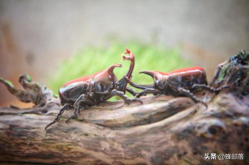 农村人小时候玩过的玩具,农村人以前的玩具