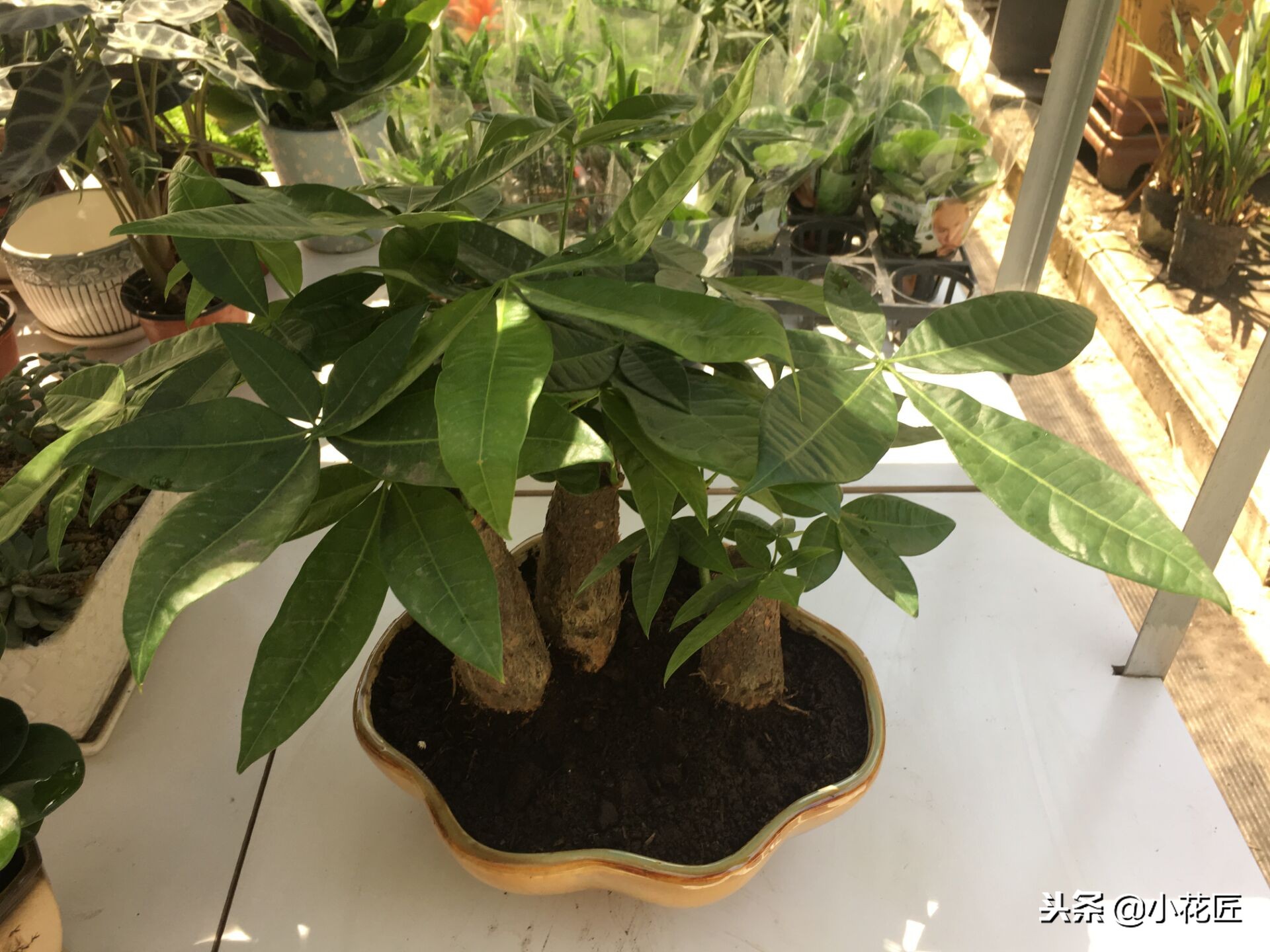 植物根如何处理,植物怎么防止烂根