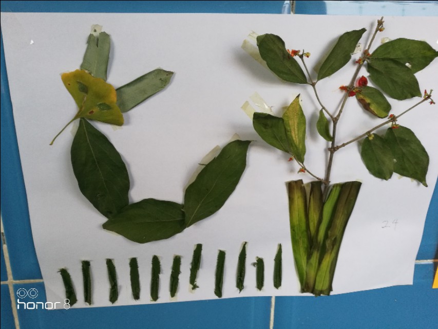 [秋叶之赋]秋日落叶漫漫，落叶归根，然而落叶有顽强的生命力