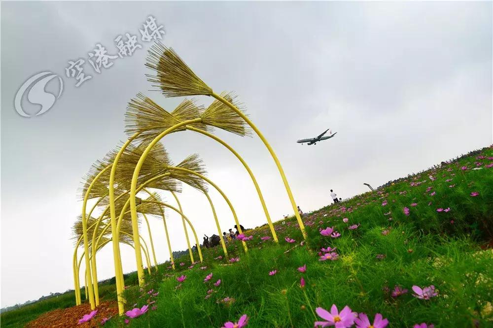 双流哪里可以赏花看飞机,双流附近赏花攻略路线