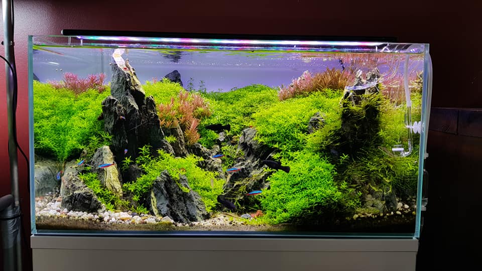 鱼缸加黄粉还能建立硝化系统吗,鱼缸快速建立硝化菌