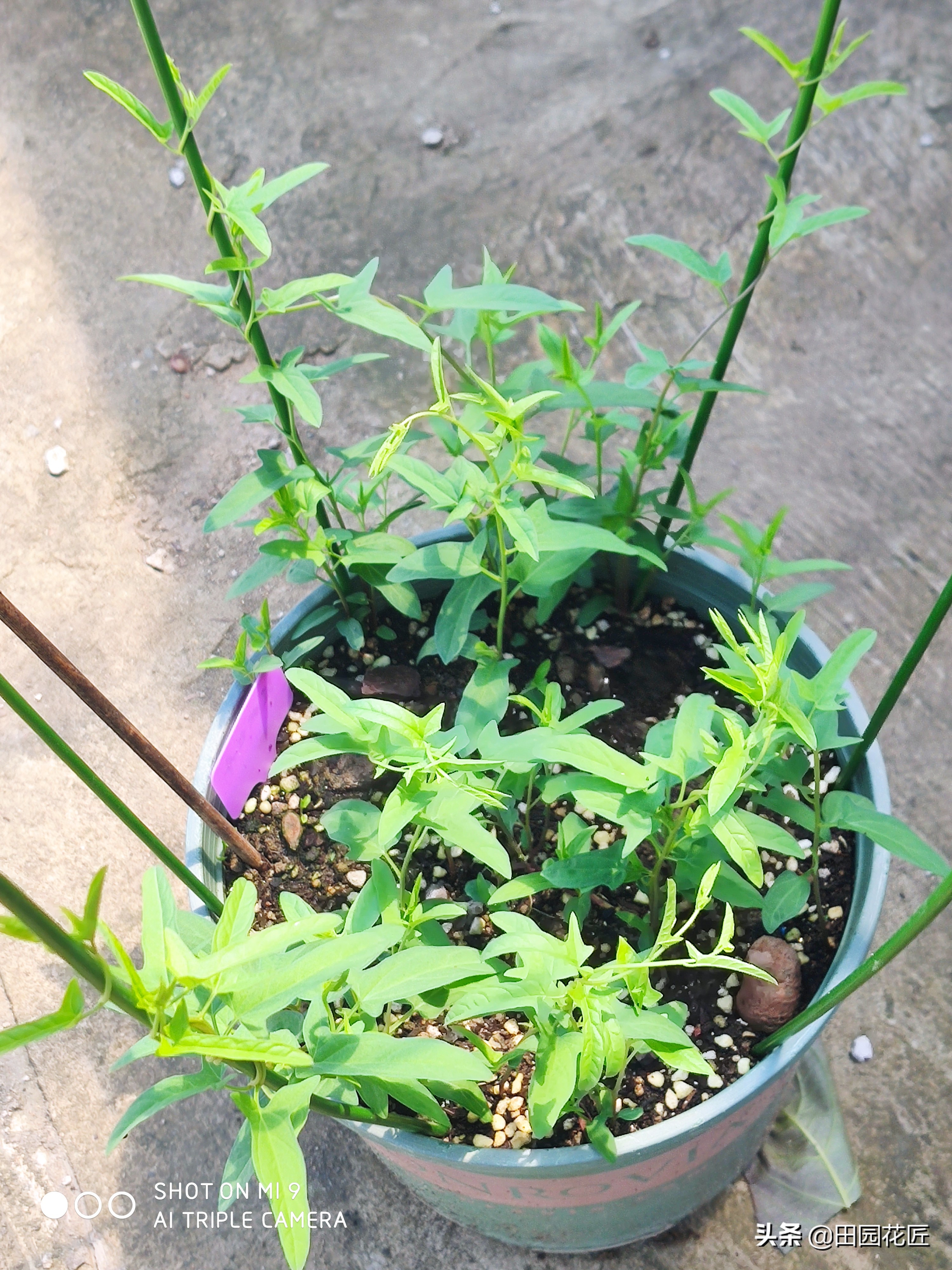 牡丹掐枝黄叶的处理方法,缠枝牡丹叶子发黄怎么处理