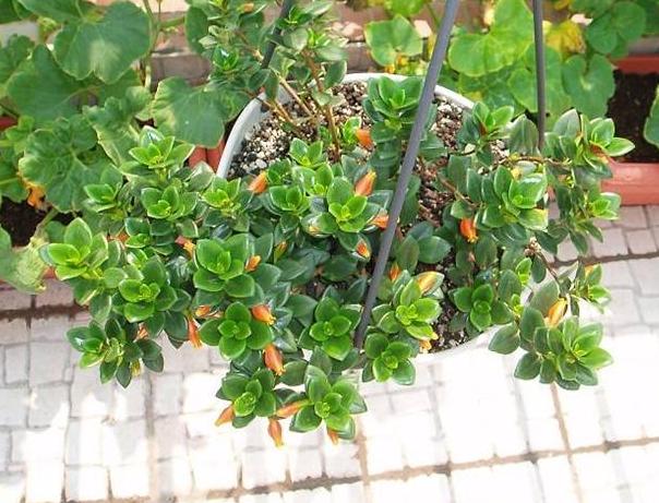 金鱼吊兰怎么养能养成老桩,怎样养殖金鱼吊兰才会花开旺