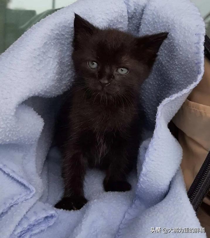 小猫被主人发现,小猫被主人发现就撒娇