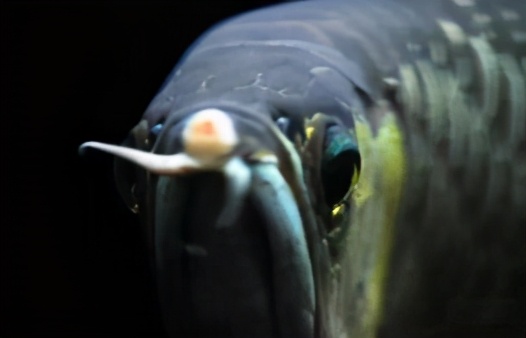 小龙鱼疾病,龙鱼突发疾病