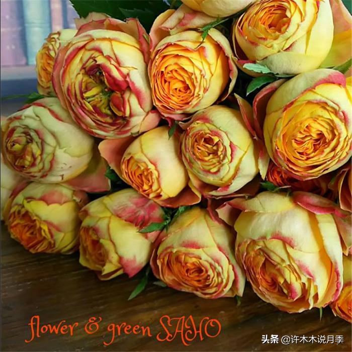 月季根瘤预防,月季根瘤传染别的植物吗