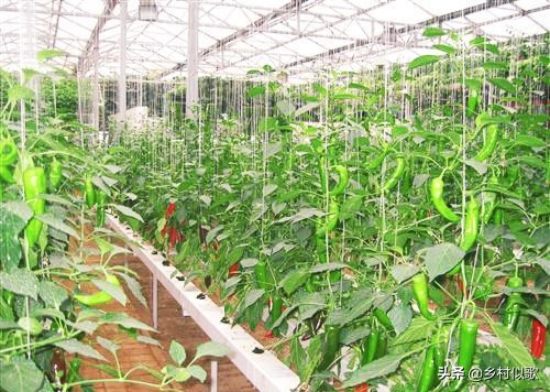 性格火辣的湘妹,性情泼辣