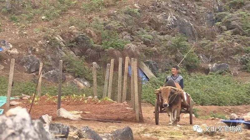 「笔塔热点」丘北1村民租地养兔探出致富路，年入30多万