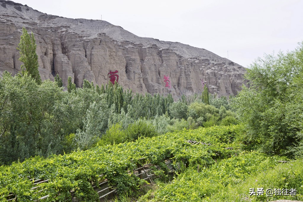 新疆吐鲁番葡萄沟葡萄视频,吐鲁番葡萄沟的葡萄