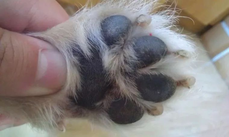 狗狗腿瘸了怎么能让它快速好起来,狗狗摔了一下没断腿瘸了多久自愈