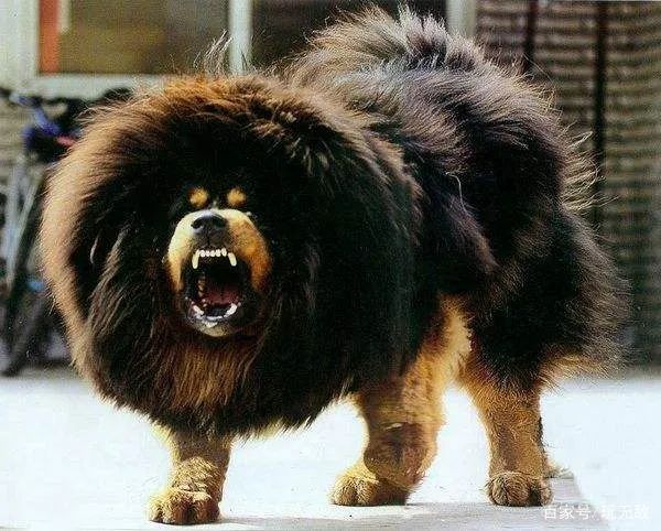 常见狗狗的品种及介绍大全,各种厉害的狗狗品种大全