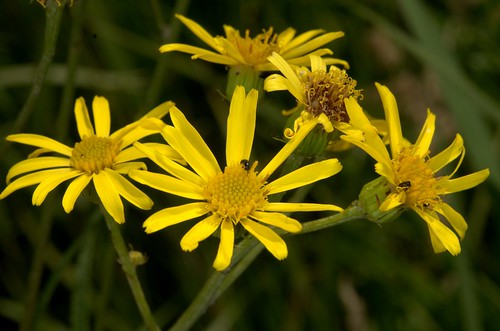 每个十一月生日对应的生日花,365天每天代表生日的花有哪些