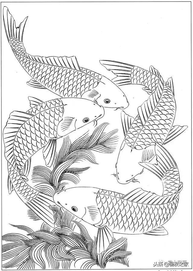 白描荷花鱼线稿图片,白描动物鱼图片大全