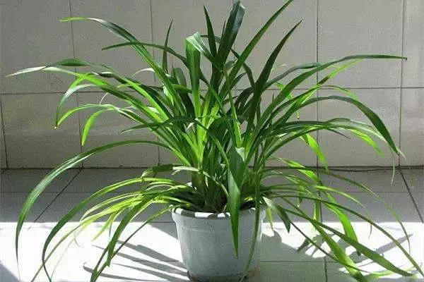 什么花吸甲醛油烟,能吸甲醛油烟的20种植物家家必养