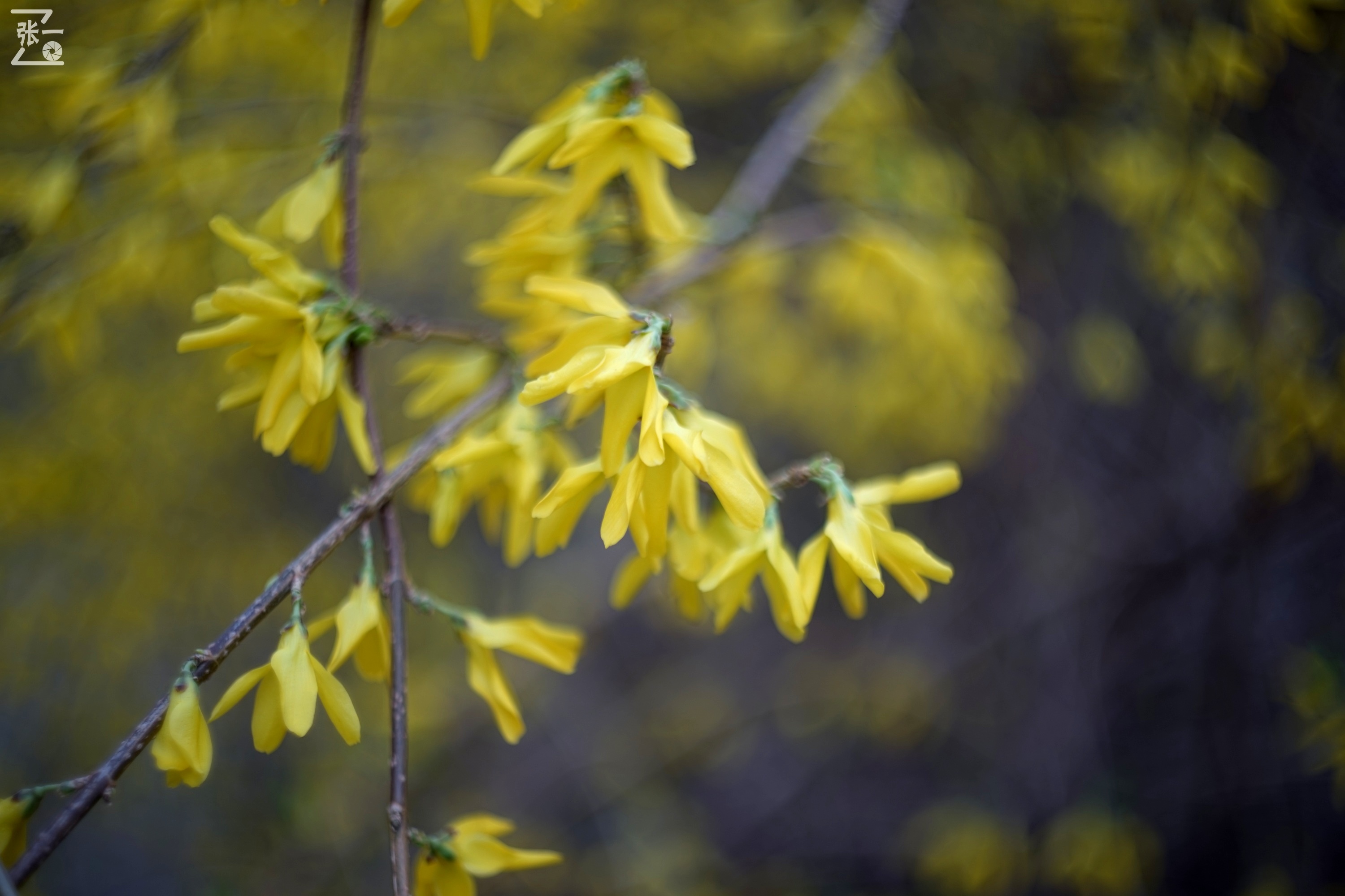 miranda鍗曞弽,miranda鐩告満