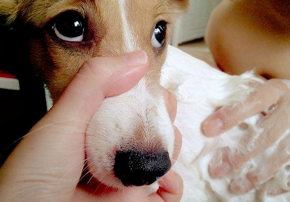 一直撸狗狗会怎么样,一直撸狗狗会烦吗