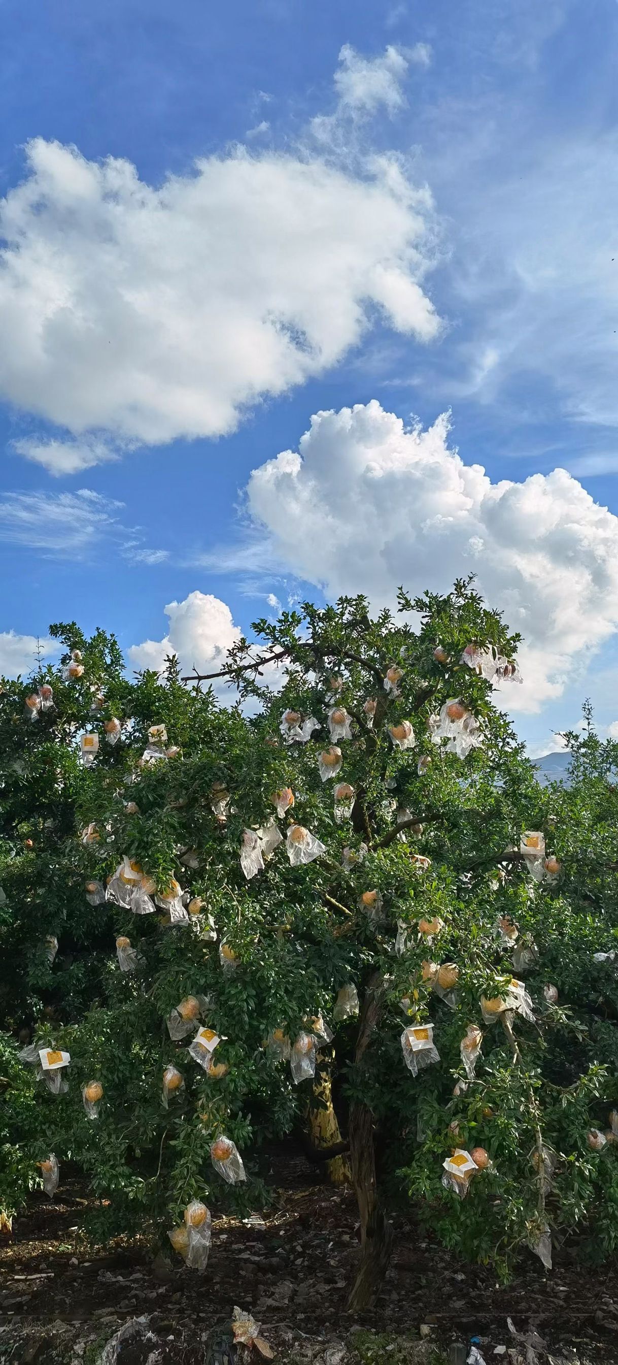 蒙自软籽甜石榴,清甜多汁蒙自石榴