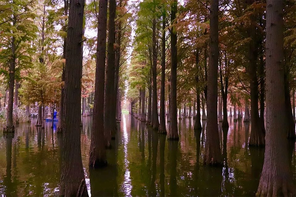赏枫地图,赏红叶正当时