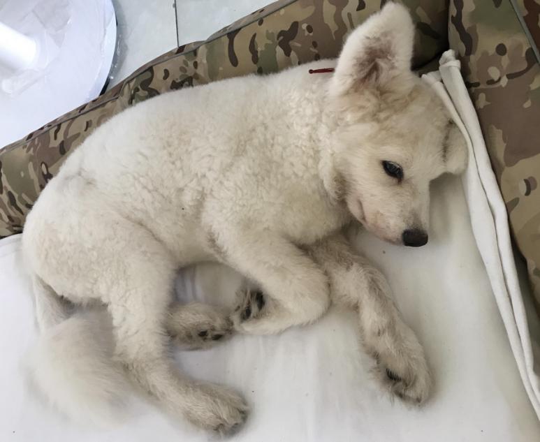 小狗10种吸引狗狗过来的叫声,狗狗叫声像狼嚎一样是怎么回事