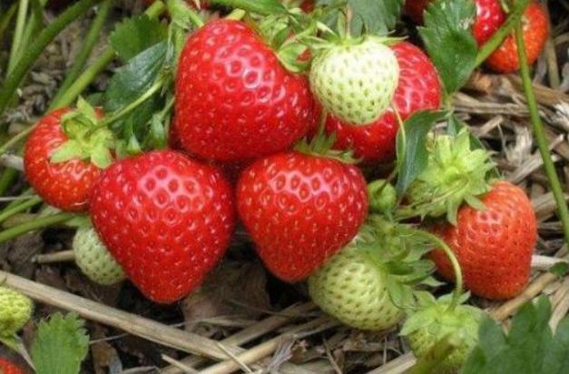 哪八种水果不宜多吃含有寄生虫,水果上的寄生虫对人体有害吗