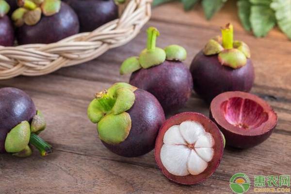 山竹种植方法和注意事项,山竹的种植技术和注意事项