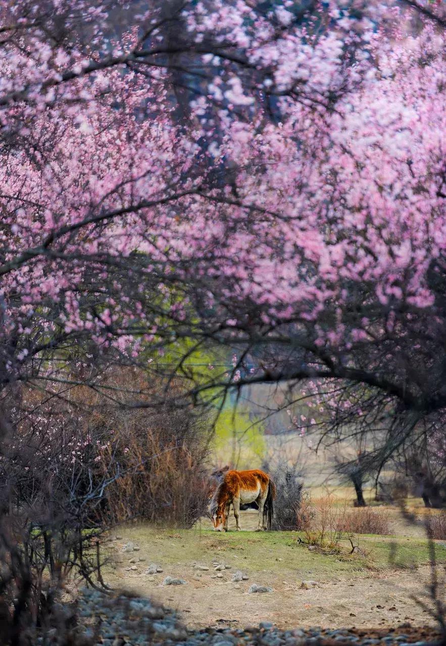 丽江最美的一个地方,中国最美100个地方丽江