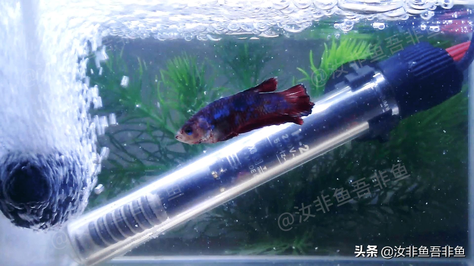 斗鱼白点病治疗过程图片,斗鱼白点病怎么治最好