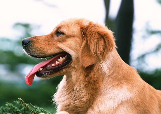 我家的金毛为啥毛短呢,我家的金毛狗作文