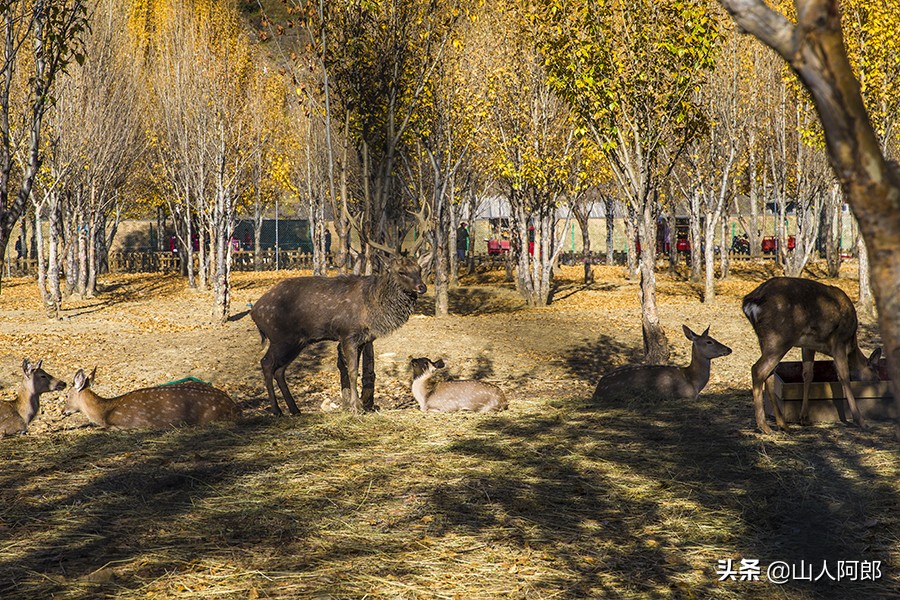 宸濊タ楂樺師澶ц崏鍘熺殑璺笂鐓х墖,闈掕棌楂樺師涓婄殑鑽夊師闆北椋庢櫙