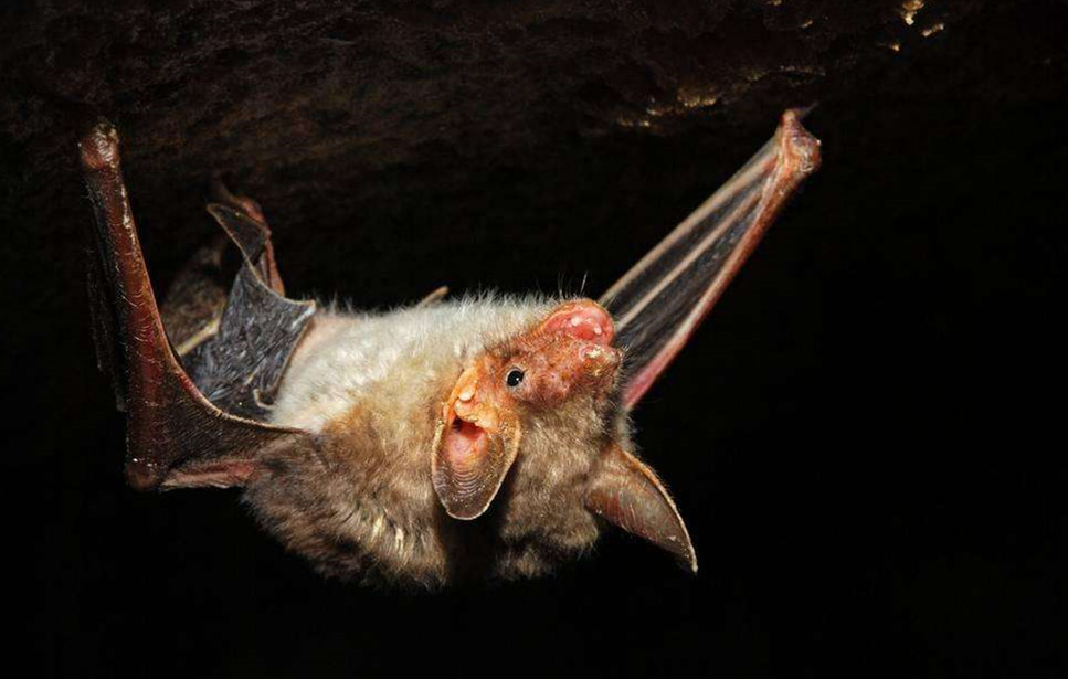 老挝吃蝙蝠,老挝菊头蝙蝠