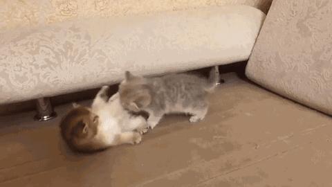 猫咪伤口化脓可以用双氧水消毒吗,猫咪受伤怎么处理伤口